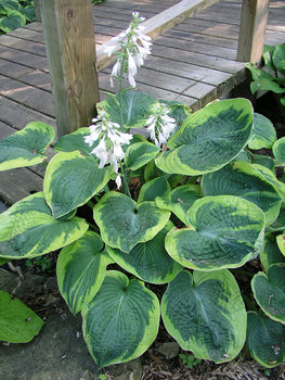 Large green-blue leaves