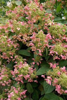 Flowers white in summer, deepening to pink