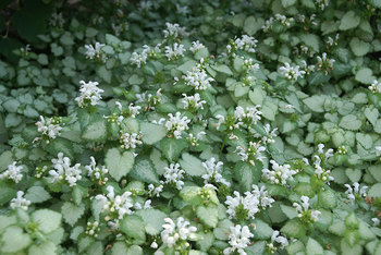 Silver crinkled foliage. Good ground cover for a shady spot