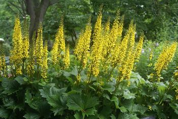 Yellow tapering flowers. Loves moist