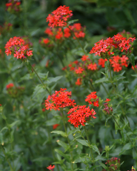 SCARLET LIGHTNING. MALTESE DROSS. Brilliant red