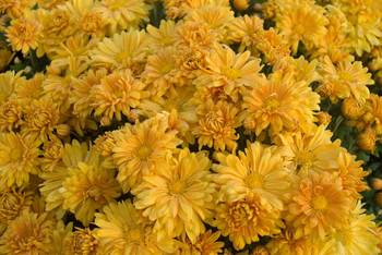 Daisy Mum - Amber yellow