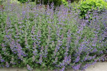 Perennial of the Year 2007