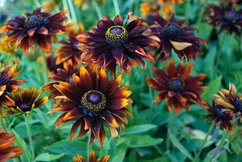GLORIOSA DAISY. Mahogany dwarf