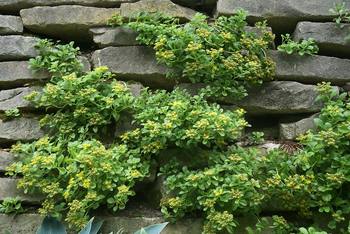 Yellow. Great ground cover. Does well in sun or part shade