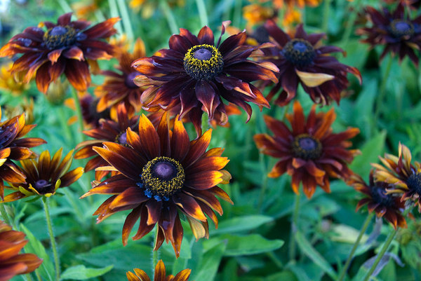 Rudbeckia hirta Moreno - Gloriosa Daisy, Coneflower