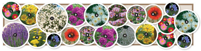 Over $175.00 worth of plants, 12 varieties, 21 plants.  3'x14'