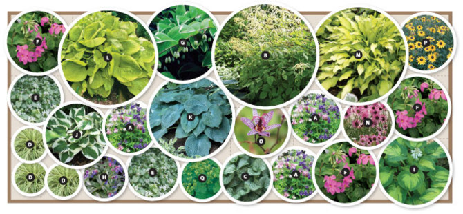 Over $210.00 worth of plants, 18 varieties, 24 plants.  6'x14'