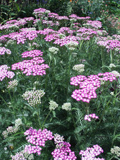 Achillea Fiesta
