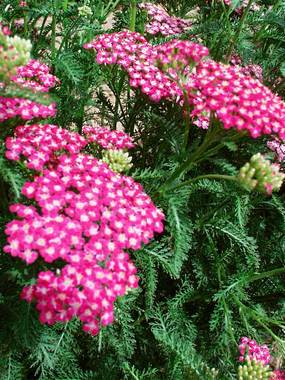 Shades of purple and white. Improved hybrid Yarrow.
