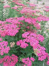 Achillea Froelich