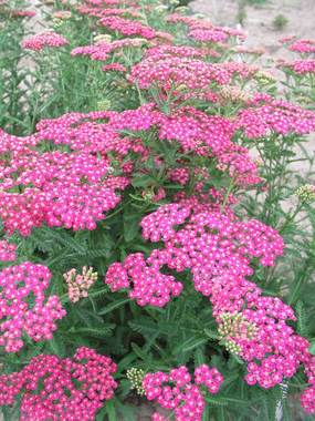 Warm rose umbels on sturdy stems. Dries nicely.