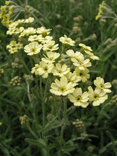 Achillea King Edward