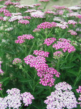 Deep green ferny foliage and vibrant pink flower heads.