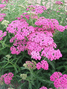 Wine pink, a Bluestone selection hybrid Achillea.