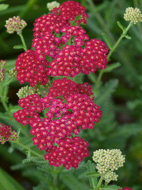 Long blooming non-fading red flowers with deep green ferny foliage.