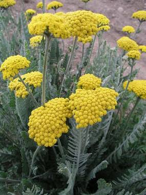 FERNLEAF YARROW. Deep gold flowers with silver foliage.