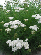 Achillea Snow Sport