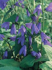 Adenophora Tashiroi