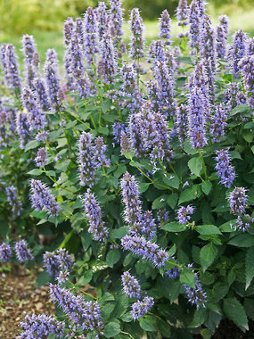 Anise Hyssop - covered in blue violet flower spikes
