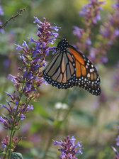 Agastache Purple Haze