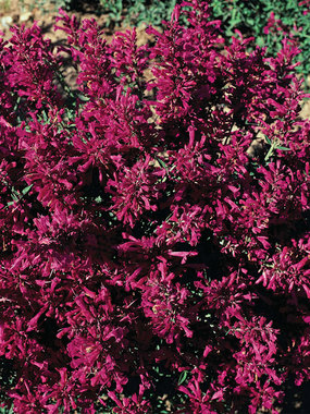 Blanketed with deep pink/purple flowers from summer into fall.