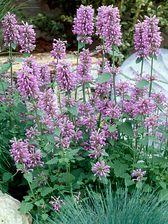 Agastache Rose Mint