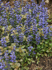 Ajuga Chocolate Chip