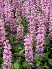 Ajuga  Purple Torch