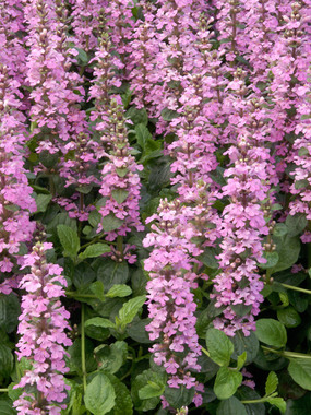 Largest pink flowers over mahogany tinted leaves.