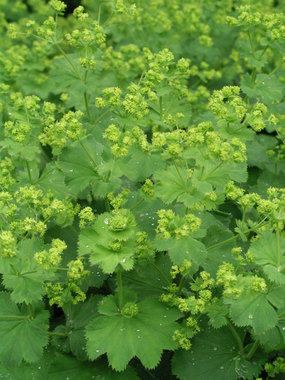 Chartreuse flowers over ground hugging foliage. Likes moist.