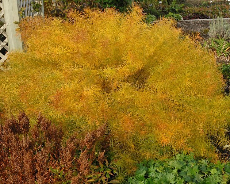 Product Viewer - Amsonia Hubrichtii