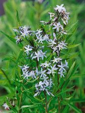 Amsonia Tabernaemontana