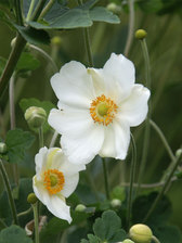 Anemone Andrea Atkinson