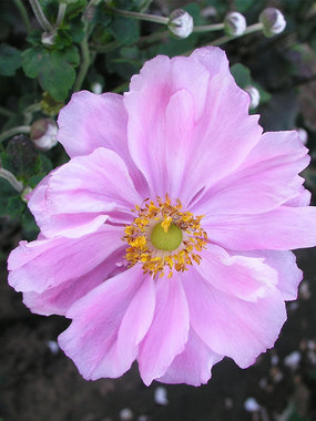 Taller, choice pink on tall stems.
