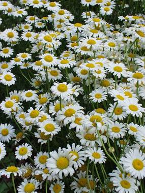 CHAMOMILE. White flowers  with yellow centers.