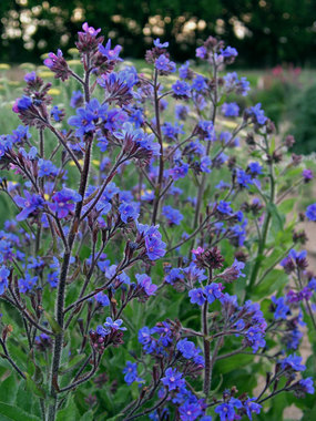 Intense blue spikes to 4' in May.