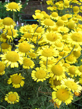 Bold yellow blooms with yellow centers