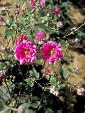 Anemone Margarette