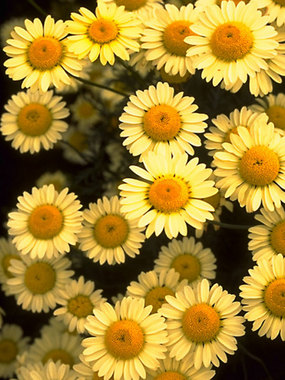 Pale yellow daisy, long blooming.