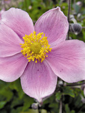 Anemone Pink Beauty