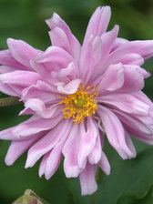 Anemone Party Dress