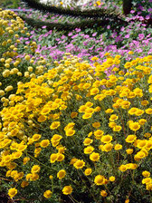 Anthemis Sancti-Johannis
