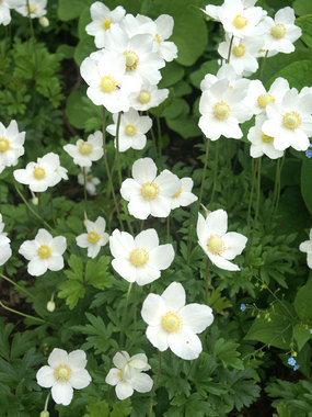 SNOWDROP WINDFLOWER. White, spring Anemone