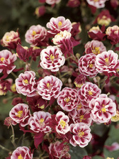 Aquilegia Double Red &amp; White Winky Series