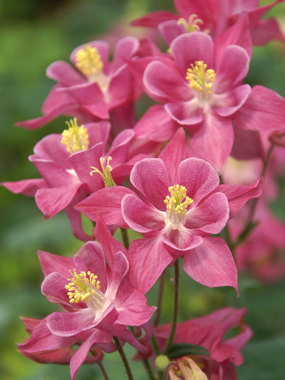Solid rose blooms on compact plants.