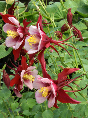Award winning red and white bicolor.