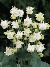 Aquilegia Tower White