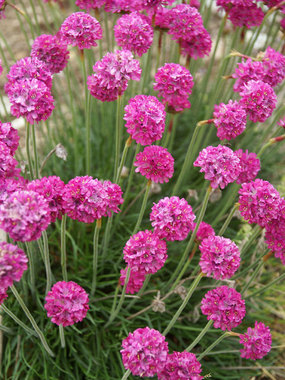 Deep ruby pink over neat evergreen tufts