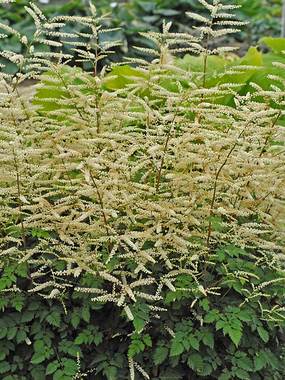 Stunning creamy white plumes on red stems.